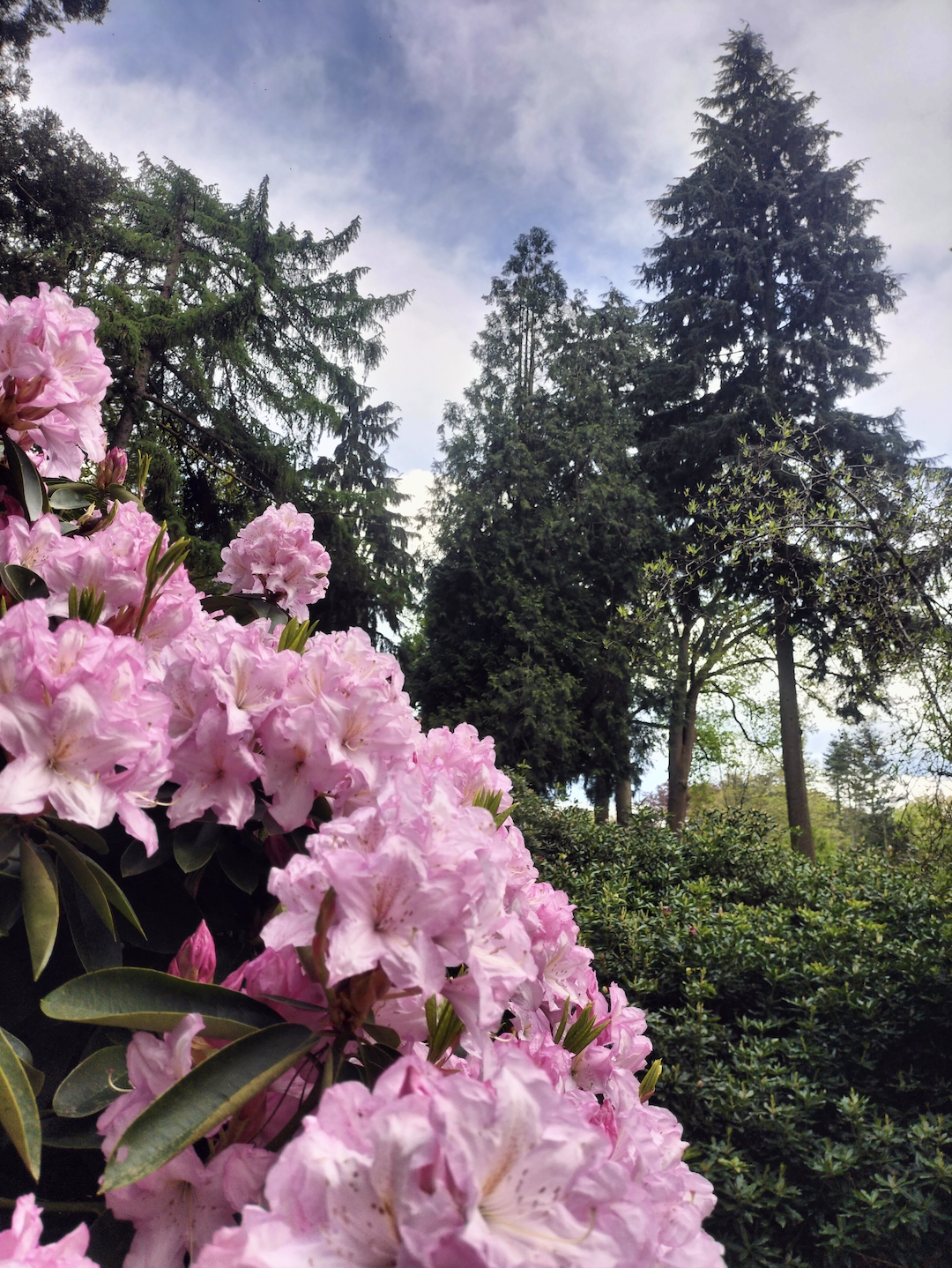 Rododendrons bloemen