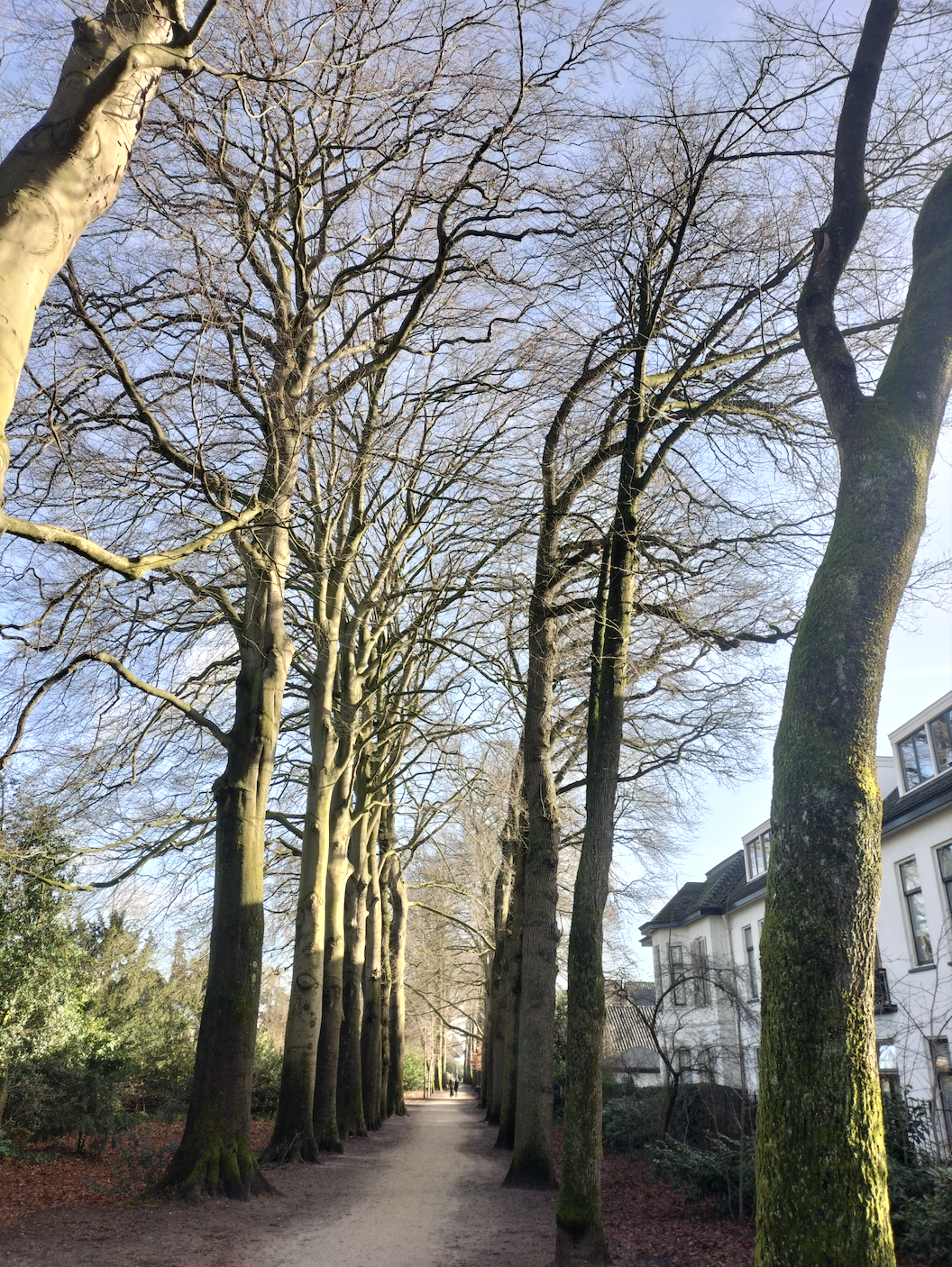 Bomen